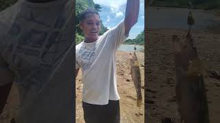 pesca de guabina con cucharilla en República Dominicana  pescando con señuelo en República Dominica [upl. by Flodnar]