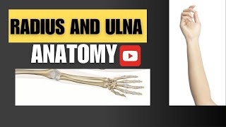 Radius amp Ulna AnatomyRadius amp Ulna 3DRadius Ulna Anatomy Tutorial radius ulna 3d anatomy yt [upl. by Bryanty]