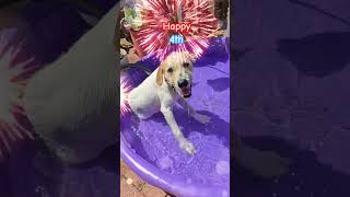 Happy 4th Puppy Pool Party puppy adoptable adoptdontshop adoptme pool 4thofjuly [upl. by Madda]