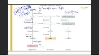 Biosynthesis of adrenocortical hormones [upl. by Richia]