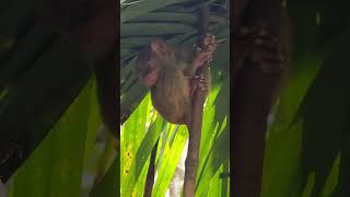 Worlds Smallest Primate the TARSIER 🇵🇭 wildlife nature naturelovers animals animallover monkey [upl. by Nwahsav71]