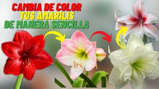 Como Polinizar Tus Amarilis Para Tener Colores Diferentes amarilis [upl. by Eneryc]