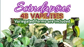 42 Scindapsus Varieties 2023  PlantFactory [upl. by Nadabas]