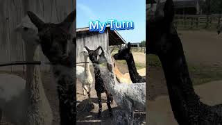 Alpaca Waterworks 🦙🌊💦 funnyanimals farmlife [upl. by Wende]