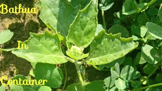 How To Grow BathuaBathooChenopodium album In Container [upl. by Etnoid]