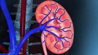 Resumo de Fisiologia Renal e produção de urina [upl. by Vasiliu]