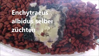 Enchytraeus albidus selber züchten und eine neues Medaka Eier Paket [upl. by Ailet]