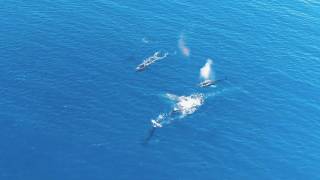 Whales of Poipu [upl. by Theran]