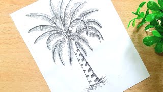 How to draw a cycas biology drawing stepbystep [upl. by Ielhsa936]