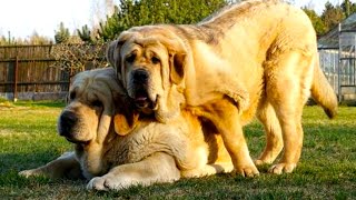 Spanish Mastiff  Top Large Dog Facts You Need To Know [upl. by Sherry]