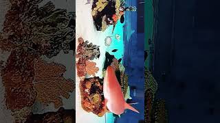 Les reqin poissons aQuarium marrin youtubeshorts [upl. by Soule458]