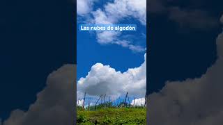 Nubes de algodón de azúcar video videoshort viral naturaleza faccinarte [upl. by Kinata]