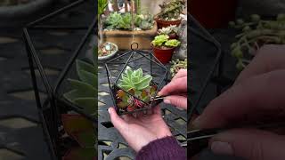 Let’s make succulent terrarium 😊 cactus succulent succulentgarden0311 [upl. by Morry14]