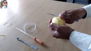 to demonstrate osmosis by potato osmometer class 11th Bio practical scienceexperimentsvasifali7757 [upl. by Cirdahc873]