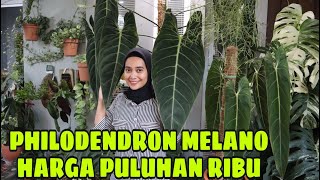 PHILODENDRON MELANOCHRYSUM DULU HARGANYA PULUHAN RIBU  EP 20 [upl. by Aym]