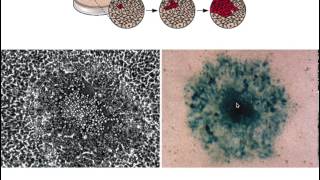 Assay of viral infectivity [upl. by Olwen]