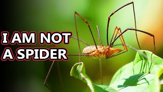 Opiliones facts theyre also known as daddy long legs  Animal Fact Files [upl. by Cheyne]