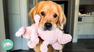 Golden Retriever Brings Toys To Baby Sister Every Day  Cuddle Buddies [upl. by Lovel430]