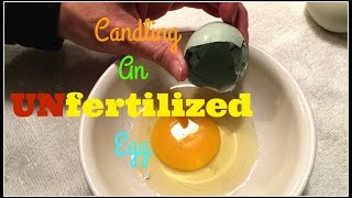 What Happens To the Egg After Ovulation Unfertilized EXPLAINED [upl. by Sehguh]