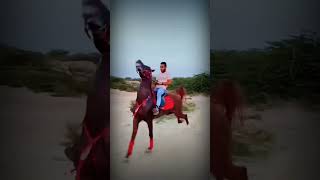 horses horseracing trending horse explore horseofinstagram happylife horseloveryoutubeshort [upl. by Ahsiri]