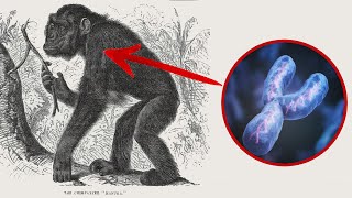 The Y Chromosome Supports Human Evolution [upl. by Qifahs670]