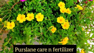 Purslane plant monsoon care n fertilizer organic liquid fertilizer for 10 oclock portulaca [upl. by Bern879]