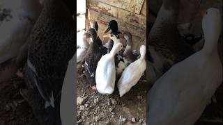 Duck family video talhakadihat birds duckhens youtubeshorts cute duckfarm viralvideo shorts [upl. by Oria]