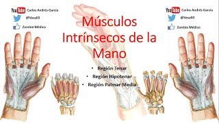 Anatomía  Músculos de la Mano Pt I Región Tenar e Hipotenar [upl. by Tatianas]