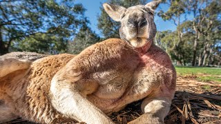 Buff Kangaroo Gets Girls by Flexing Muscles [upl. by Aicre]