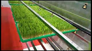 Hydroponic fodder grass peasture growing machine [upl. by Ravahs]