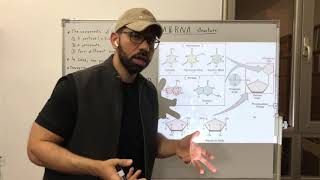 DNA amp RNA Structure [upl. by Atram]