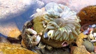 Crab and Sea Anemone [upl. by Naujek]