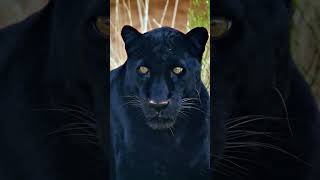 Witness the black leopard a rare melanistic variant with a dark coat caused by excess pigmentation [upl. by Bauer239]