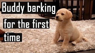 Labrador Puppy Barking for the First Time  Compilation Super Cute Video [upl. by Elaweda]