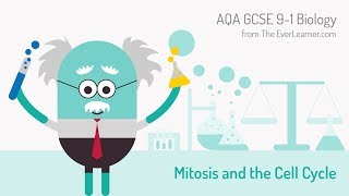 AQA GCSE 91 Biology Mitosis and the Cell Cycle [upl. by Irej492]