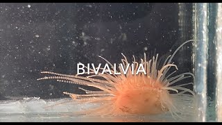 Bivalvia [upl. by Nixie]