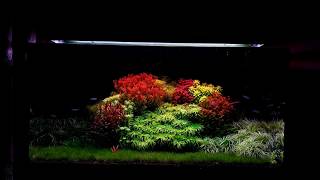 Colorful aquascape green and red rare plants [upl. by Ordisy]