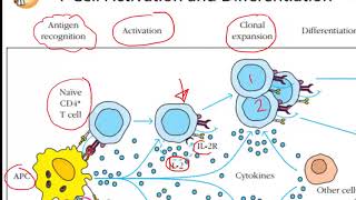 helper T cells CD4 cells [upl. by Herzog686]