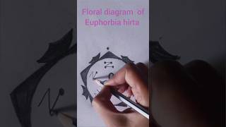 Euphorbia hirta 💫  family Euphorbiaceae shortsvideo [upl. by Bagger]