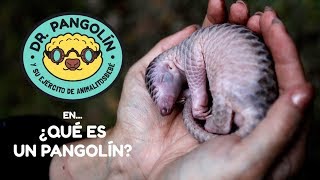 ¿Qué es un pangolín  Dr Pangolín y su Ejército de Animalitosbebé [upl. by Englis]