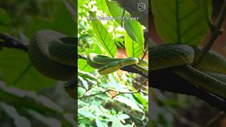 The Bamboo PitViper also known as Trimeresurus gramineus is a mesmerizing creature [upl. by Toh328]