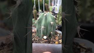 Stenocereus Griseus top cut’s roots start growing after 3 weeks stenocereus cactus cactaceae [upl. by Karlie]