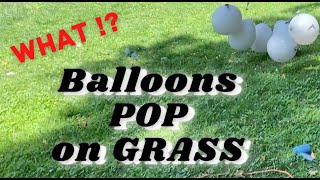 🎈TOTAL BALLOON FAIL Balloons Pop On Grass  The Weather is So Dry Every Balloon Had To Pop [upl. by Ecadnak716]