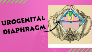 Urogenital diaphragm  Anatomy location and contents of the urogenital diaphragm [upl. by Risley]