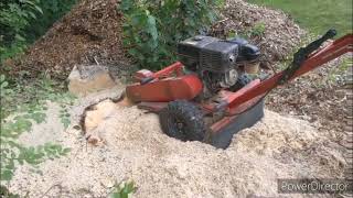 Big stump small grinder [upl. by Huff859]