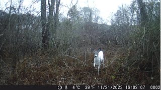 Trail Camera Rare Piebald Deer [upl. by Winnie]