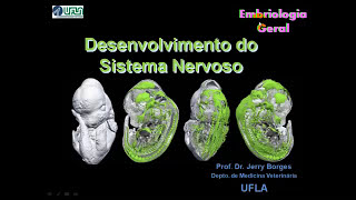 Sistema NervosoVIDEO AULA [upl. by Dolores]