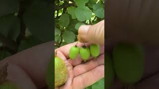 Kiwi or Grape Types of kiwi fruit we grow are Fuzzy and Hardy kiwis Actinidia kiwi garden [upl. by Bravin158]