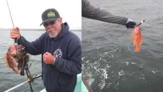 Releasing Rockfish Using descending devices in the Central Coast recreational fishery [upl. by Shere]