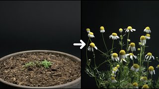 Chamomile Flower Timelapse  32 Days [upl. by Eintroc]